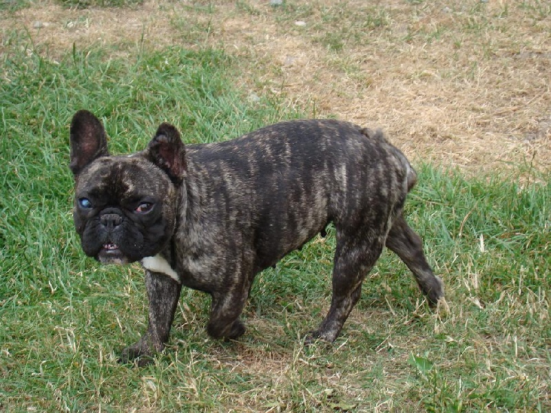 Ello kitty des Joyaux du Royaume Valyo