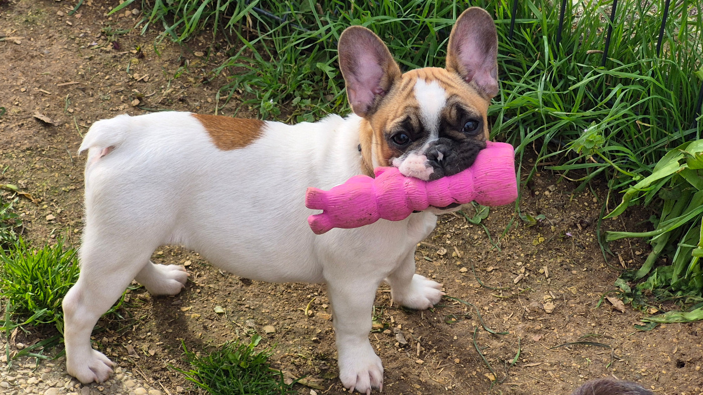 Arsouille des Joyaux du Royaume Valyo