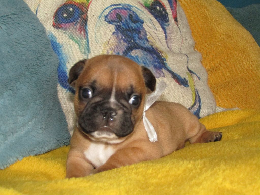 des Joyaux du Royaume Valyo - Bouledogue français - Portée née le 22/01/2021