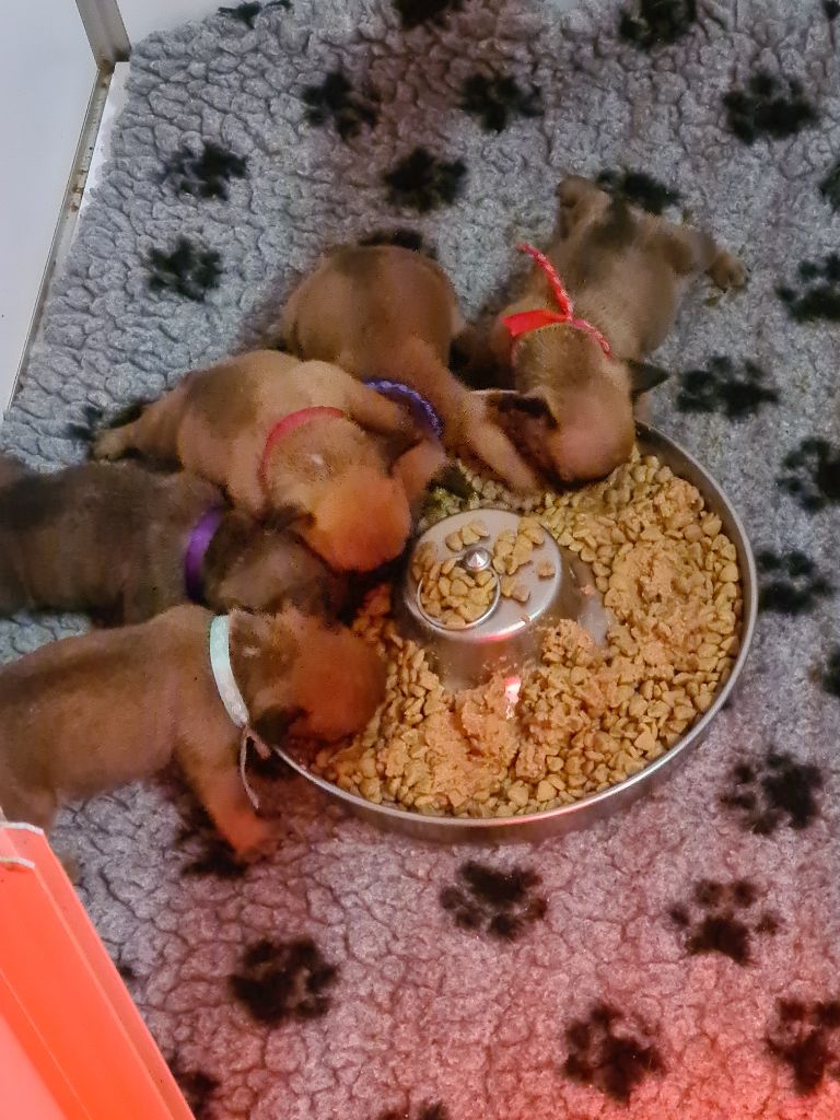 des Joyaux du Royaume Valyo - Bouledogue français - Portée née le 28/07/2022