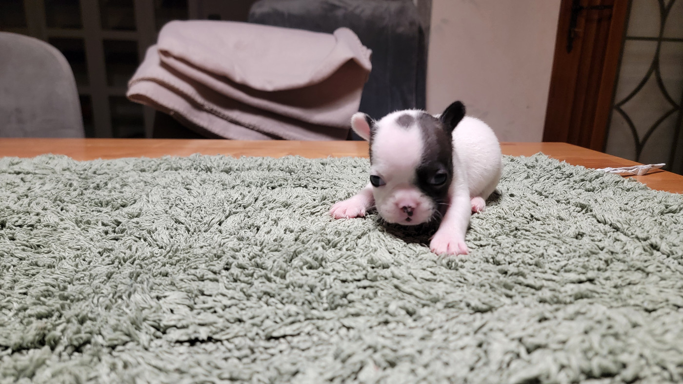 des Joyaux du Royaume Valyo - Chiots disponibles - Bouledogue français