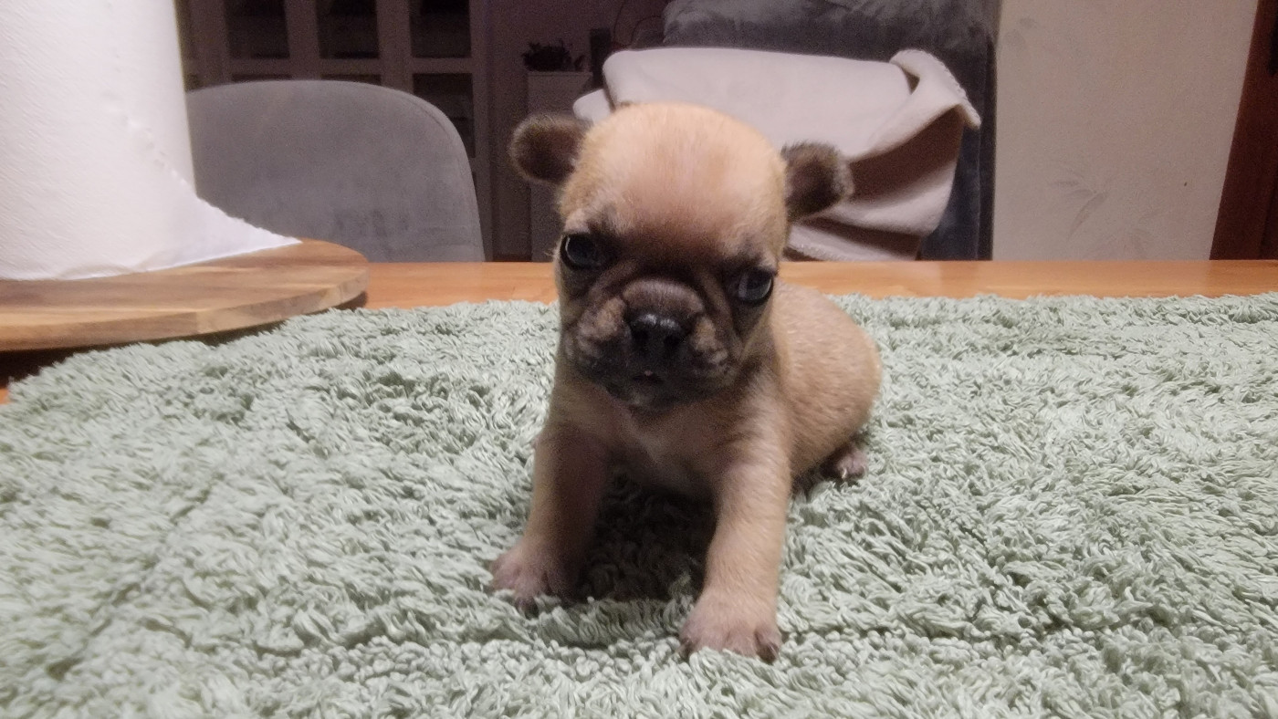 des Joyaux du Royaume Valyo - Chiots disponibles - Bouledogue français