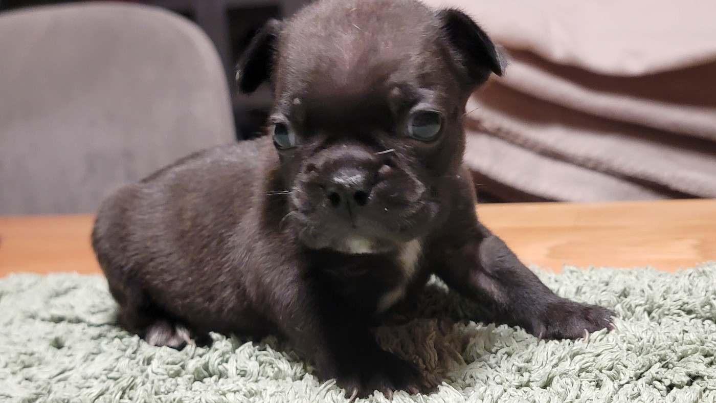 des Joyaux du Royaume Valyo - Chiots disponibles - Bouledogue français