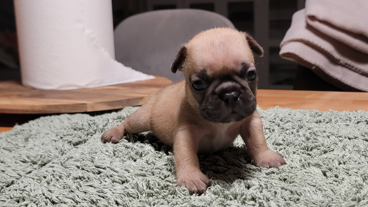 des Joyaux du Royaume Valyo - Chiots disponibles - Bouledogue français