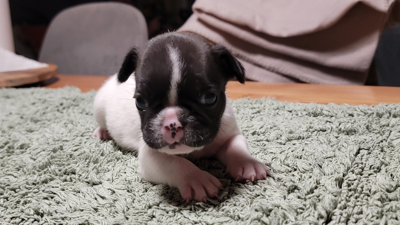 des Joyaux du Royaume Valyo - Chiots disponibles - Bouledogue français