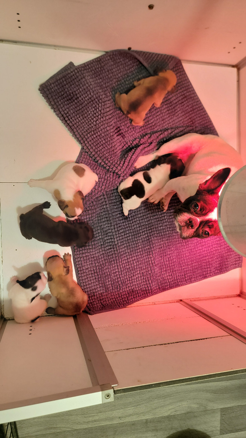 Chiot Bouledogue français des Joyaux du Royaume Valyo