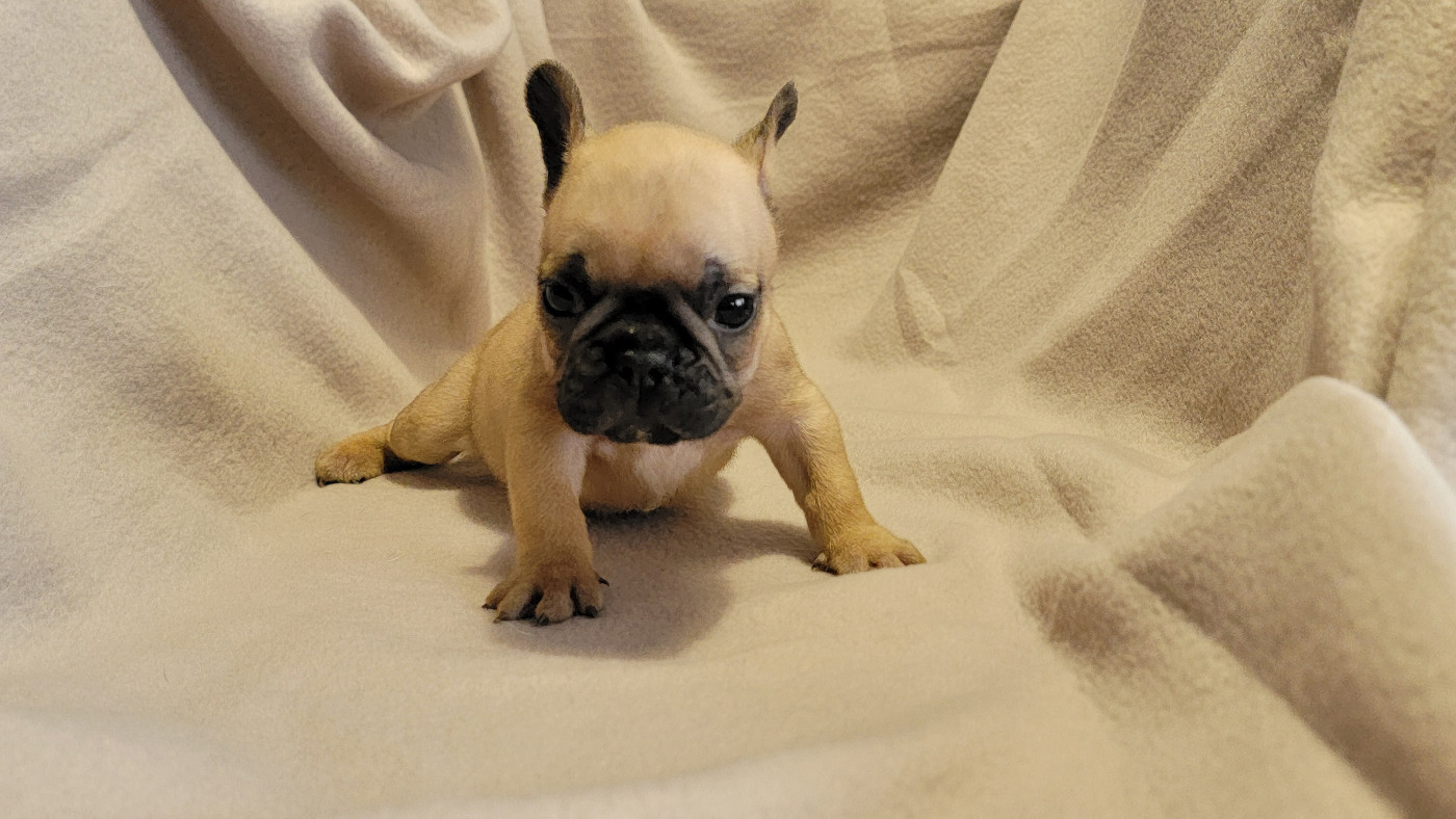 des Joyaux du Royaume Valyo - Chiots disponibles - Bouledogue français