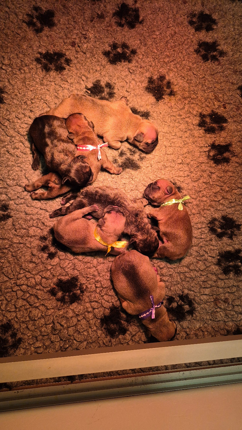 Chiot Bouledogue français des Joyaux du Royaume Valyo