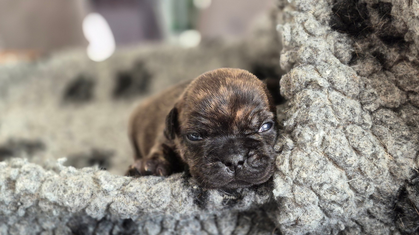 des Joyaux du Royaume Valyo - Chiots disponibles - Bouledogue français