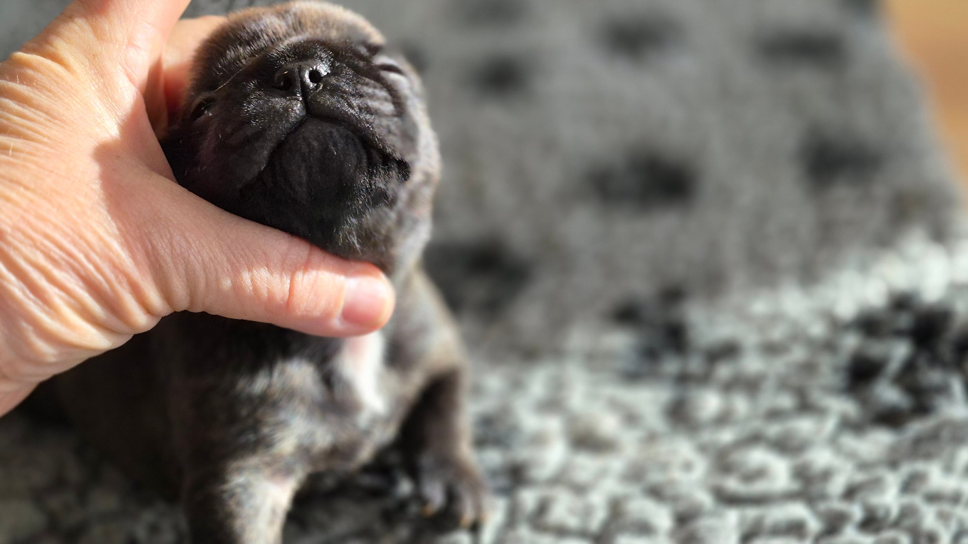 des Joyaux du Royaume Valyo - Chiots disponibles - Bouledogue français