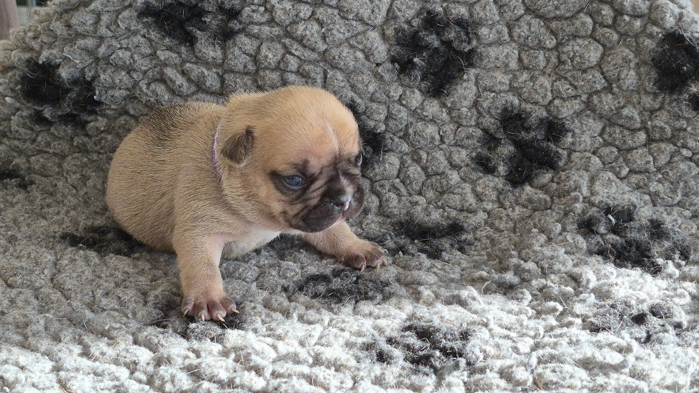 des Joyaux du Royaume Valyo - Chiots disponibles - Bouledogue français