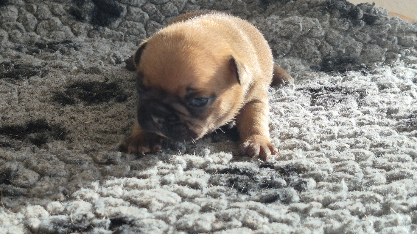 des Joyaux du Royaume Valyo - Chiots disponibles - Bouledogue français