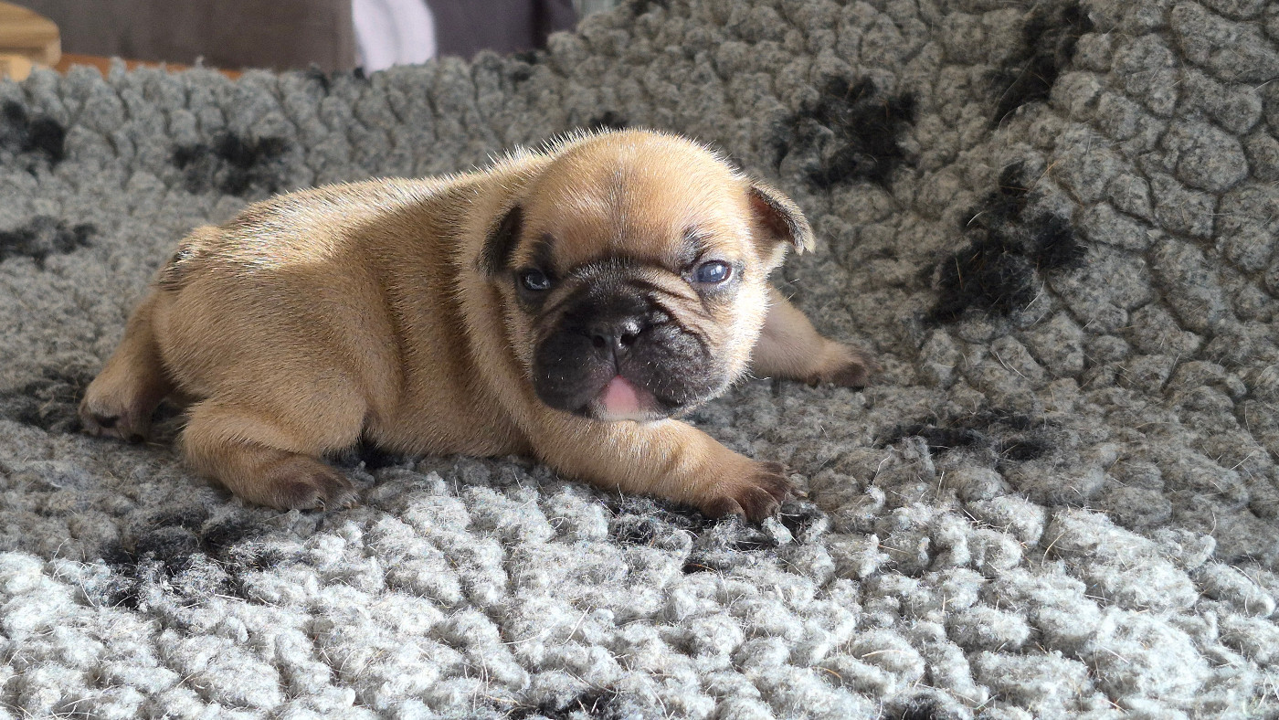 des Joyaux du Royaume Valyo - Chiots disponibles - Bouledogue français