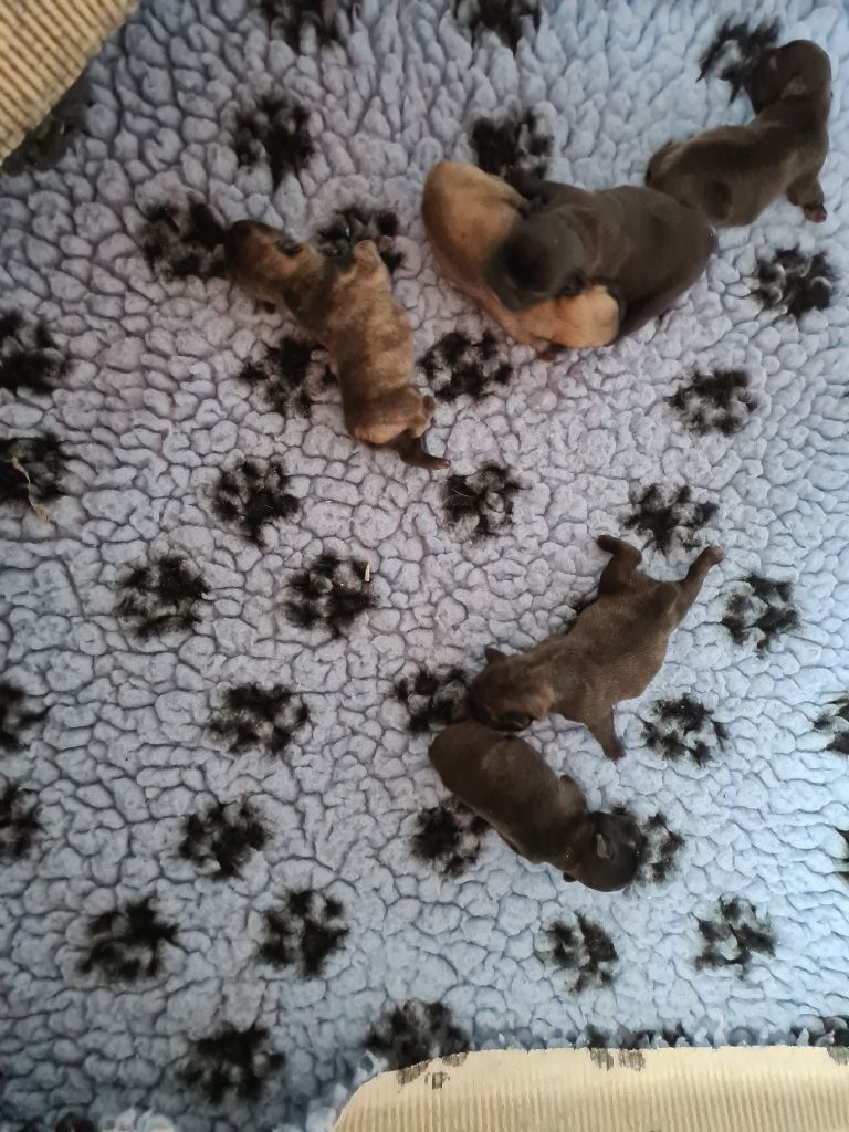 des Joyaux du Royaume Valyo - Bouledogue français - Portée née le 16/08/2022