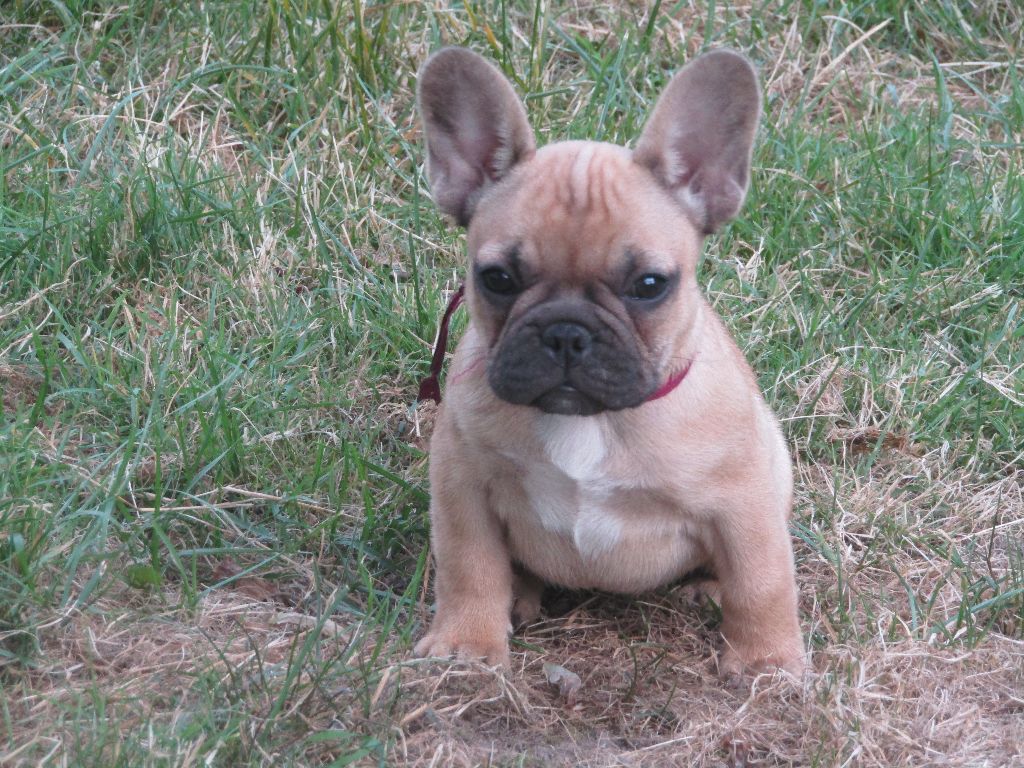 des Joyaux du Royaume Valyo - Bouledogue français - Portée née le 07/05/2023