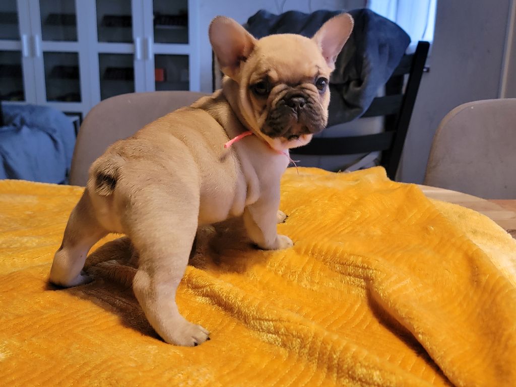 des Joyaux du Royaume Valyo - Chiots disponibles - Bouledogue français