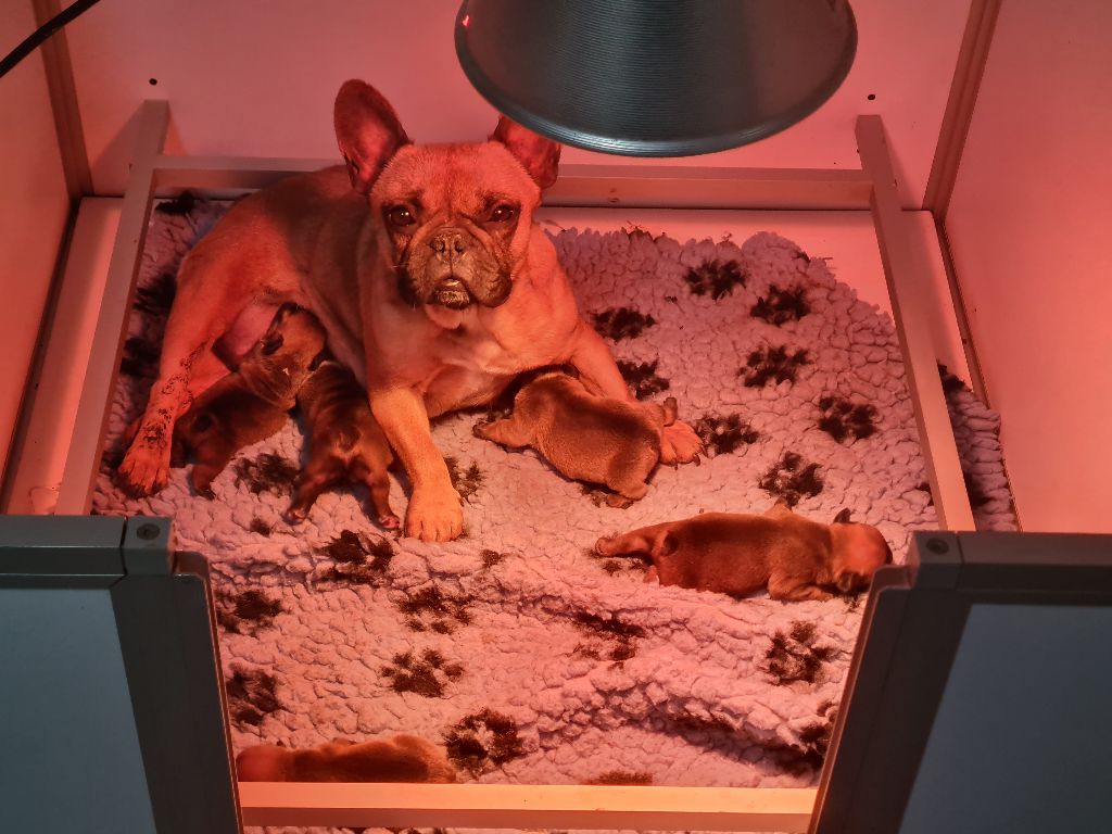 des Joyaux du Royaume Valyo - Bouledogue français - Portée née le 25/04/2023