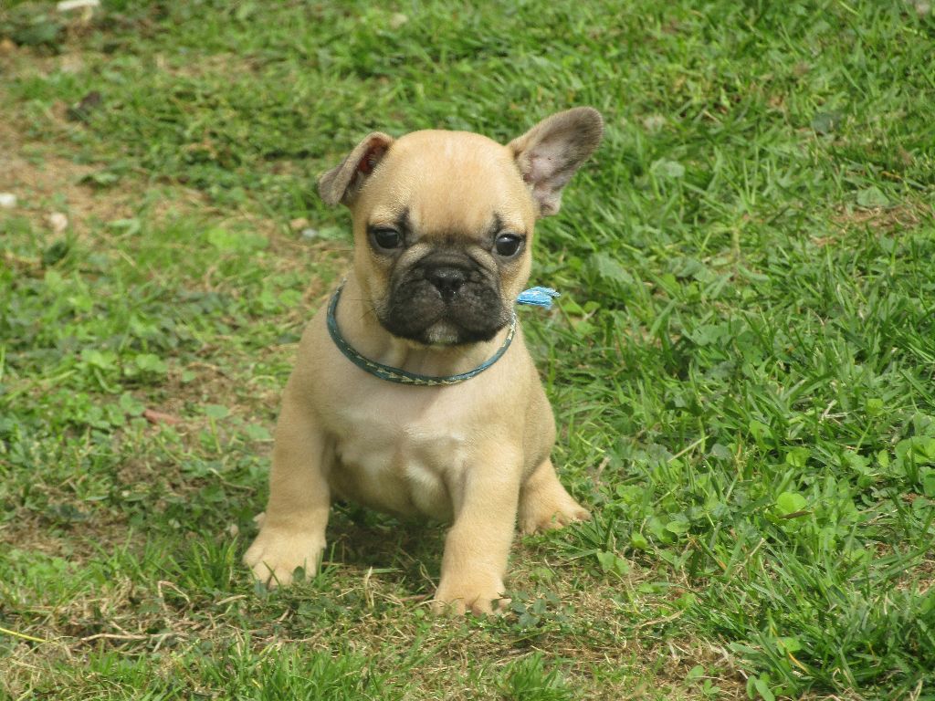 des Joyaux du Royaume Valyo - Bouledogue français - Portée née le 13/08/2021
