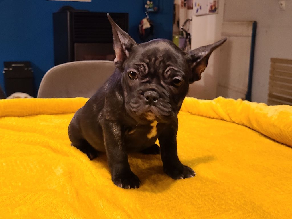 des Joyaux du Royaume Valyo - Bouledogue français - Portée née le 13/10/2023