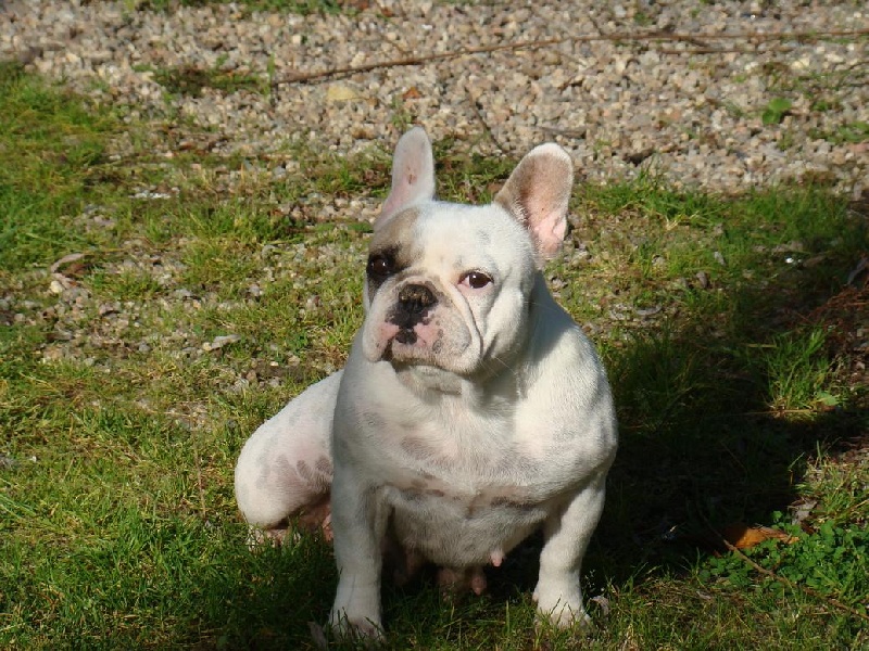 des Joyaux du Royaume Valyo - Bouledogue français - Portée née le 24/09/2012