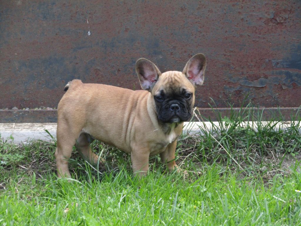 des Joyaux du Royaume Valyo - Bouledogue français - Portée née le 23/04/2021