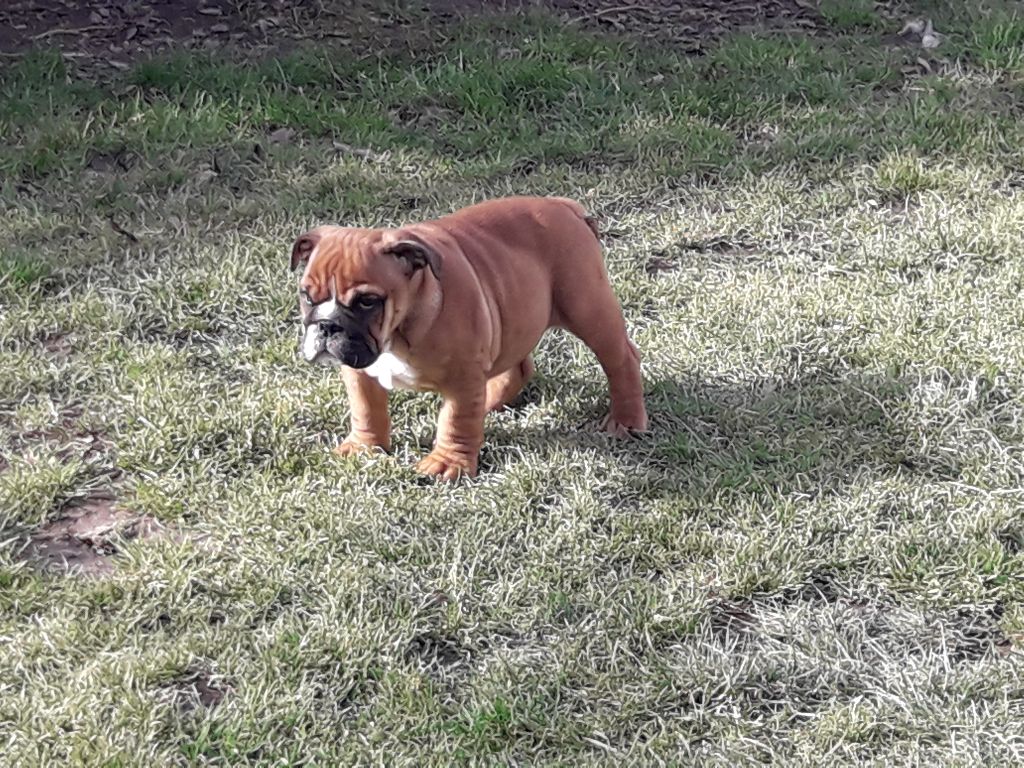 des Joyaux du Royaume Valyo - Bulldog Anglais - Portée née le 06/01/2018