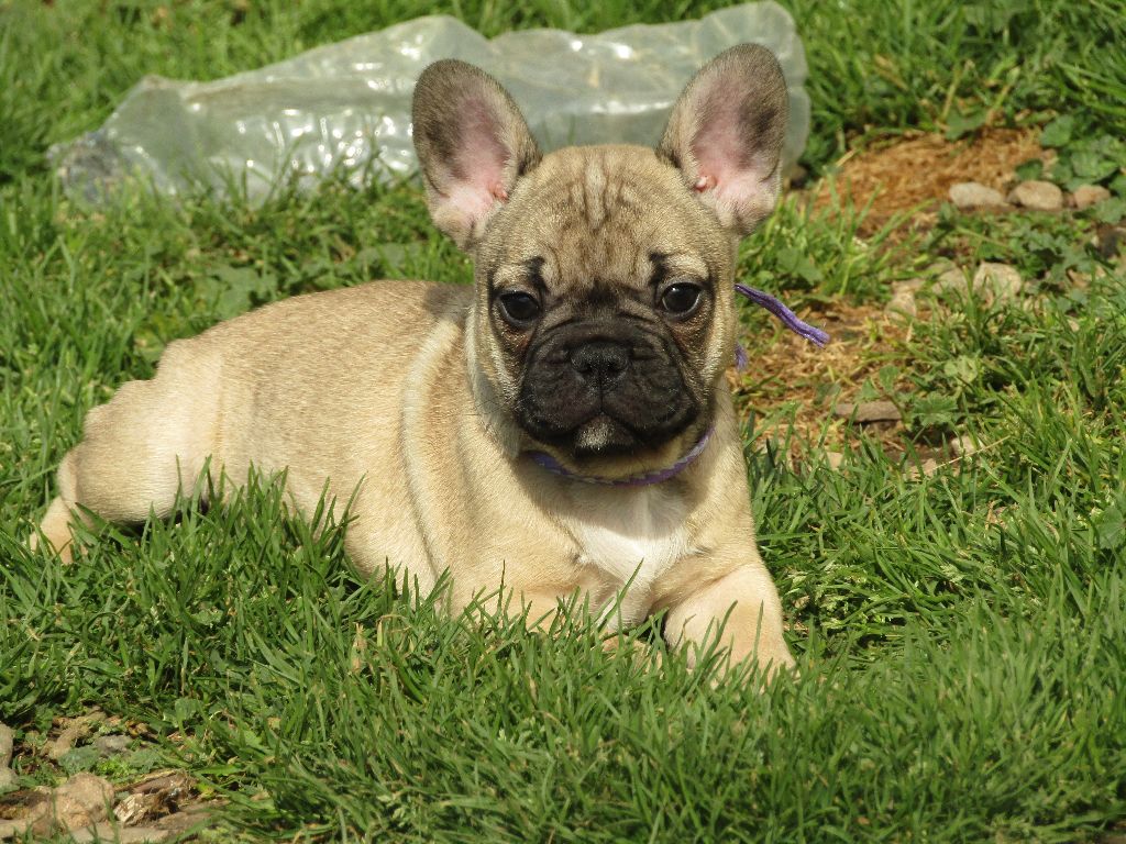 des Joyaux du Royaume Valyo - Bouledogue français - Portée née le 30/01/2022