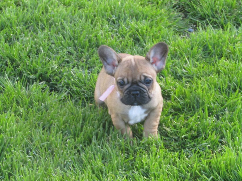 des Joyaux du Royaume Valyo - Bouledogue français - Portée née le 17/02/2023