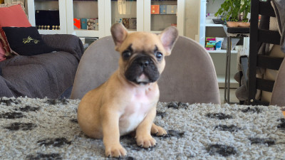 Biscuit