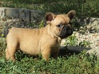 Pumba