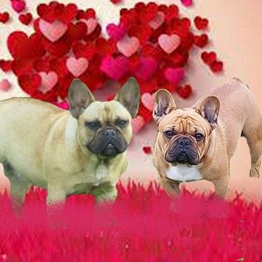 des Joyaux du Royaume Valyo - Bouledogue français - Portée née le 06/02/2022