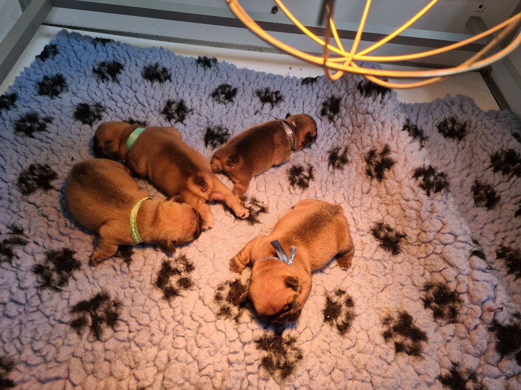 Chiot Bouledogue français des Joyaux du Royaume Valyo