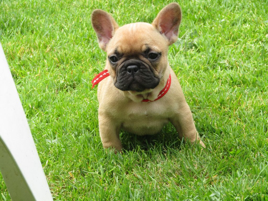 des Joyaux du Royaume Valyo - Bouledogue français - Portée née le 17/06/2021